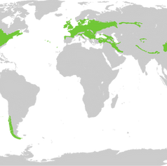 Temperate Broadleaf and Mixed Forests (TBM)