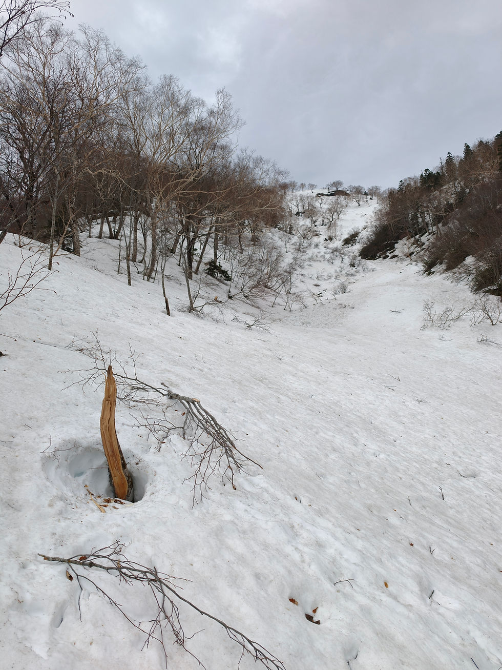 今年の雪崩によって折れた木