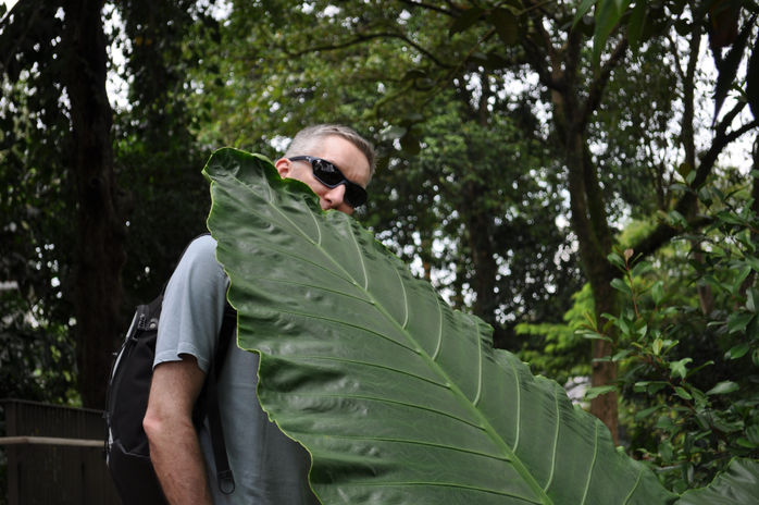 Ian in sunglasses peeking out from behind a very large palm leaf