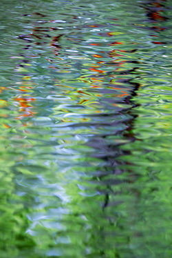 Suus Photo Art: Reflections_10