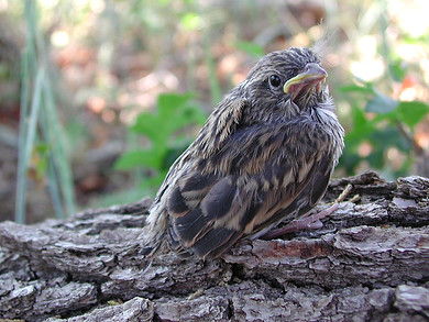 Durango Bird Club Chipping Sparrow fledgling Spizella passerina
