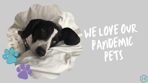 We Love Our Pandemic Pets