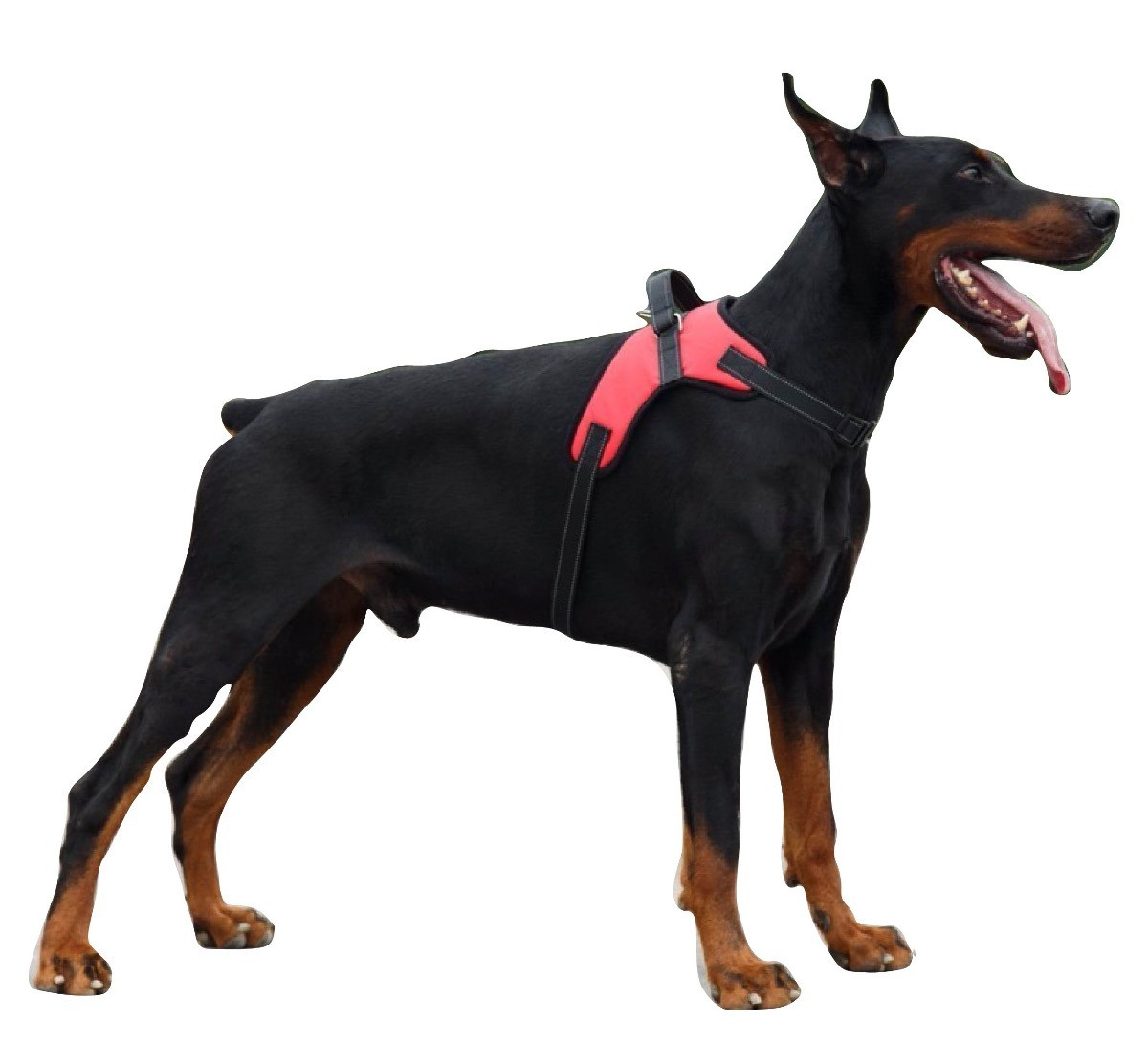 Arnes Pechera Para Perro Tallas