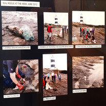 RUBIK - SEAL RESCUE AT THE HOOK, JUNE 2012 (DOM042)