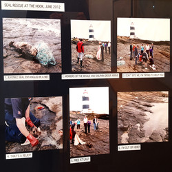 RUBIK - SEAL RESCUE AT THE HOOK, JUNE 2012 (DOM042)