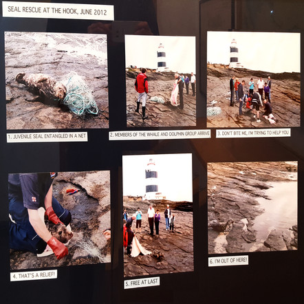 RUBIK - SEAL RESCUE AT THE HOOK, JUNE 2012 (DOM042)