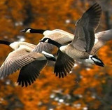 geese.jpg