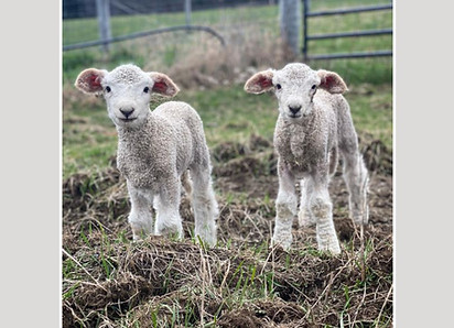 lambs.jpg