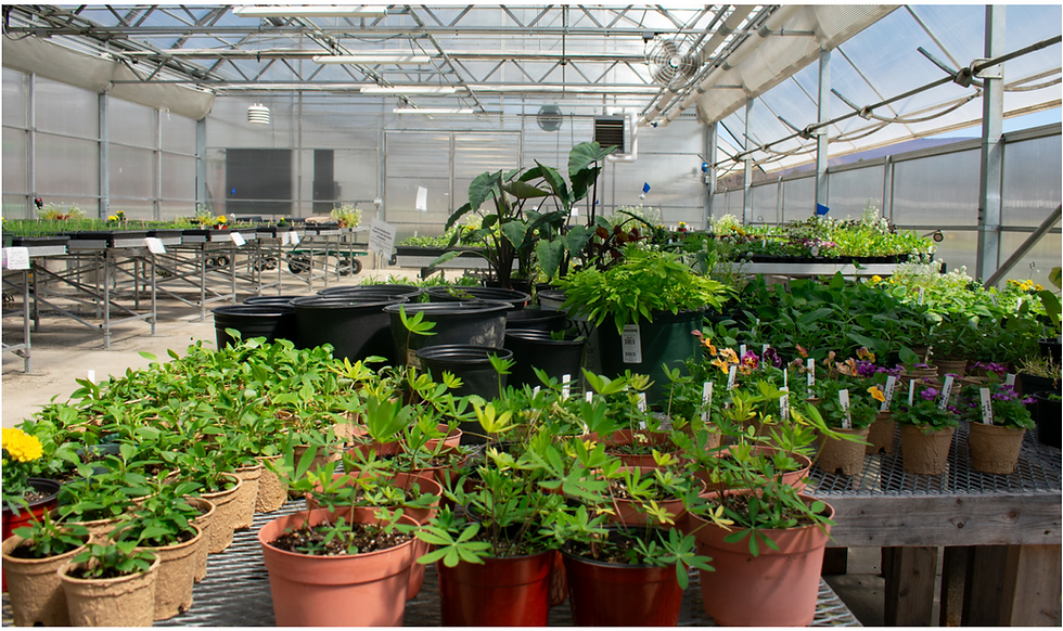 The greenhouse in the dene.