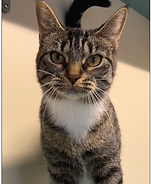 Screenshot 2026-03-10 at 11.53.25 AM.png