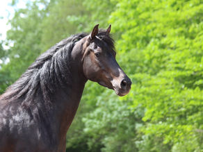 The Vermont Horse – More Than Just Morgans