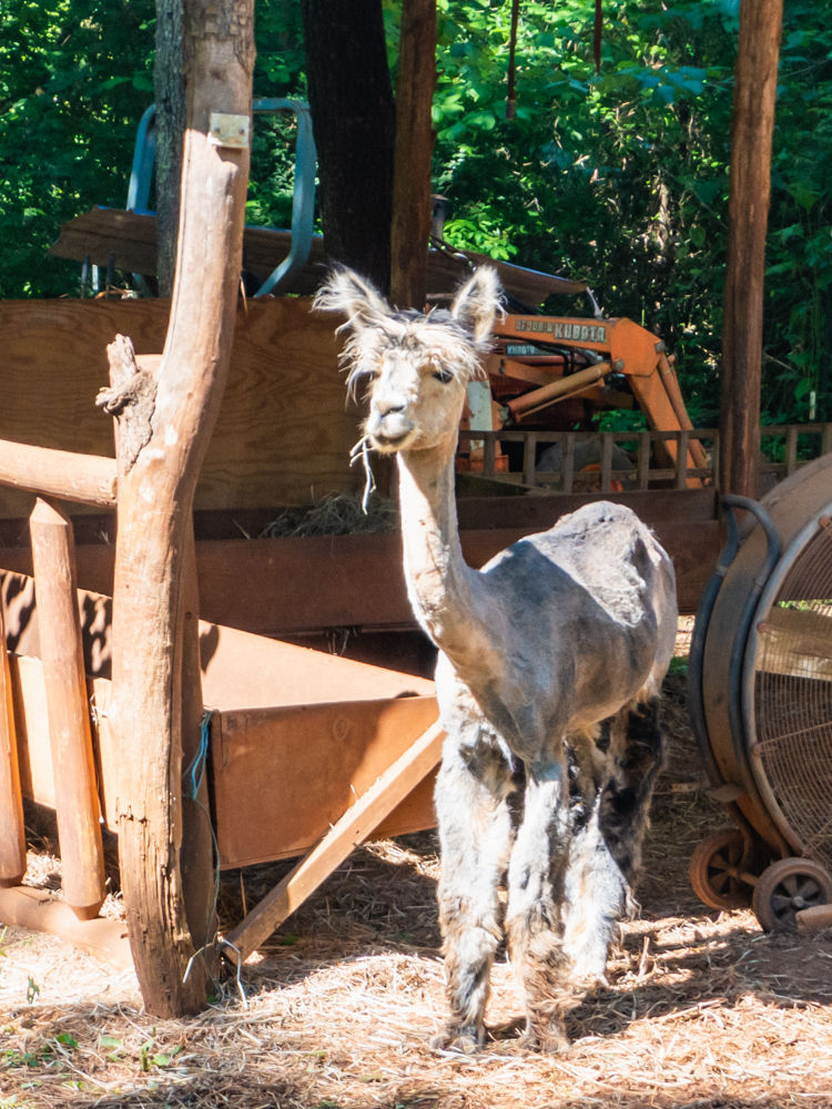 Male alpaca