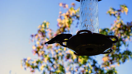 ORG_DSC09650.JPG