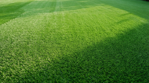 Mud-Free Family Yard