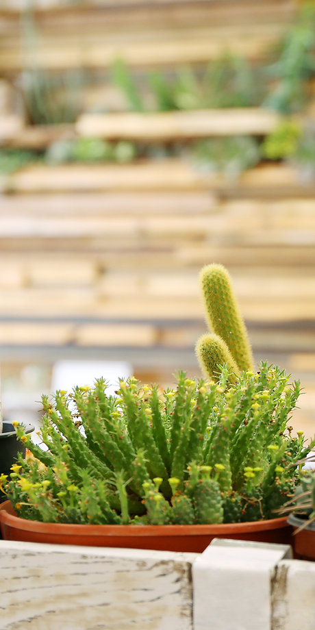 Assortiment van Planten