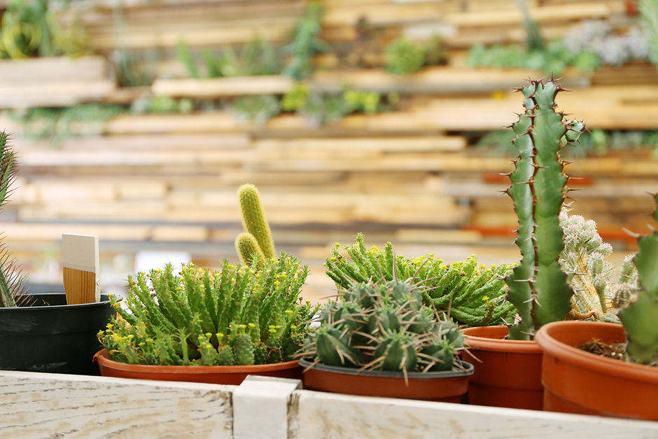 Jardin de cactus en pot