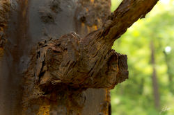 Day223_WoodenRust_August11