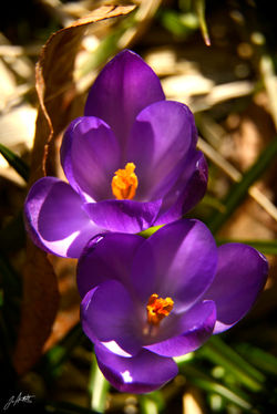 Day 89_Moms Flowers _march 30