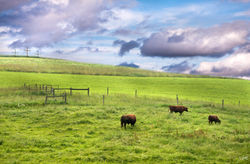 Day179_Holy Cows_June28