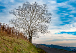 THE TREE