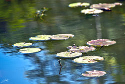 Day 159_Dragonfly-lilypad_june8