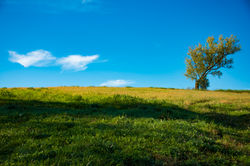 The Lone Tree