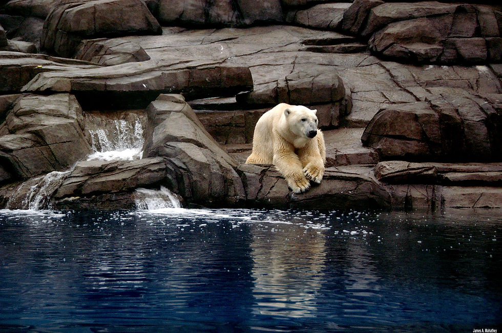 Polar Bear Pgh Zoo