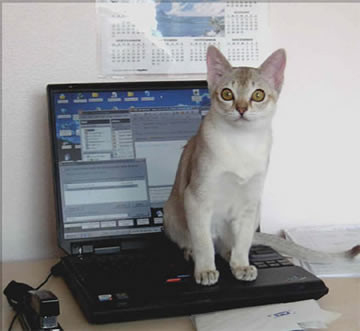 Home | Singapura Cats and Kittens