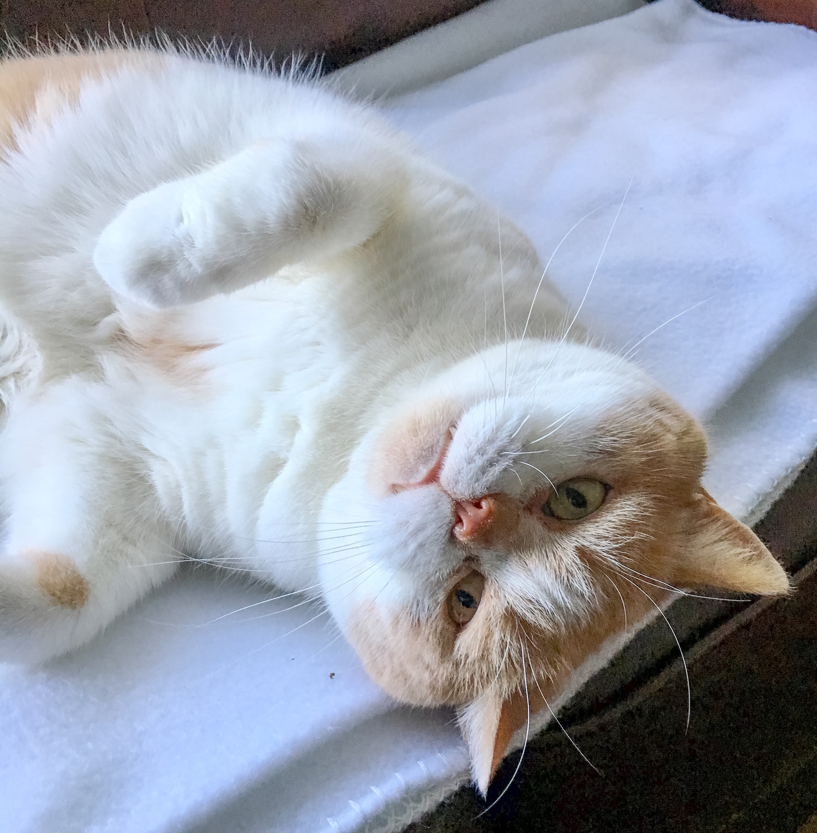 Arnold aka Mr. Stickyfeet