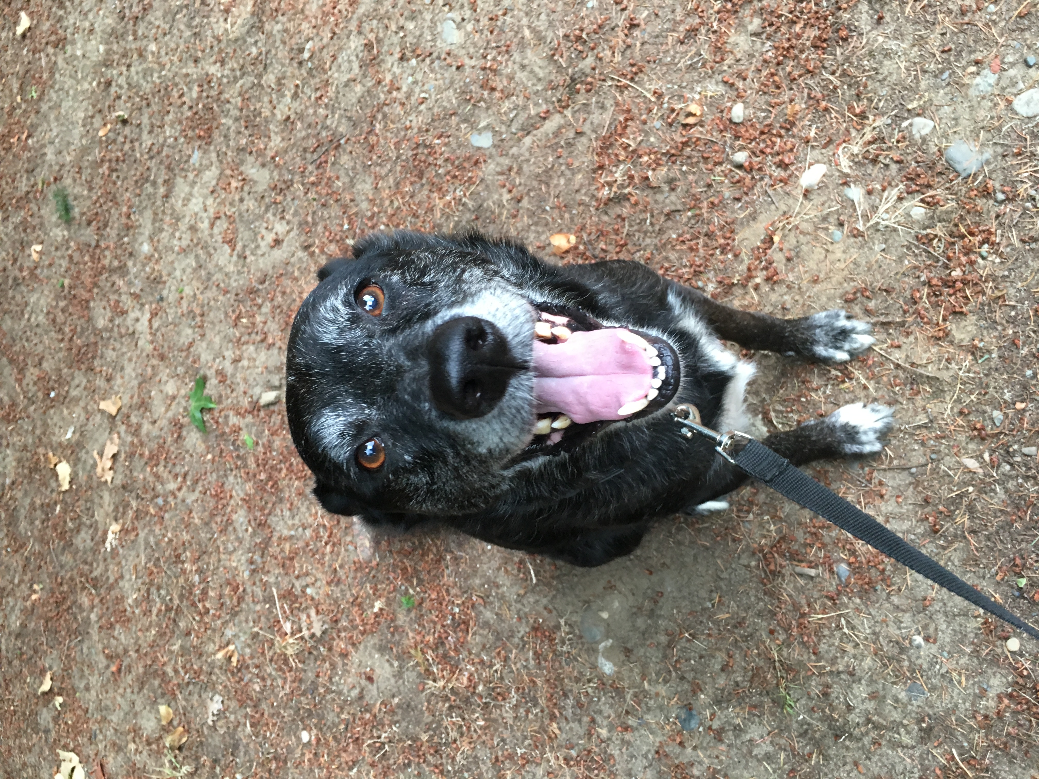 Scout