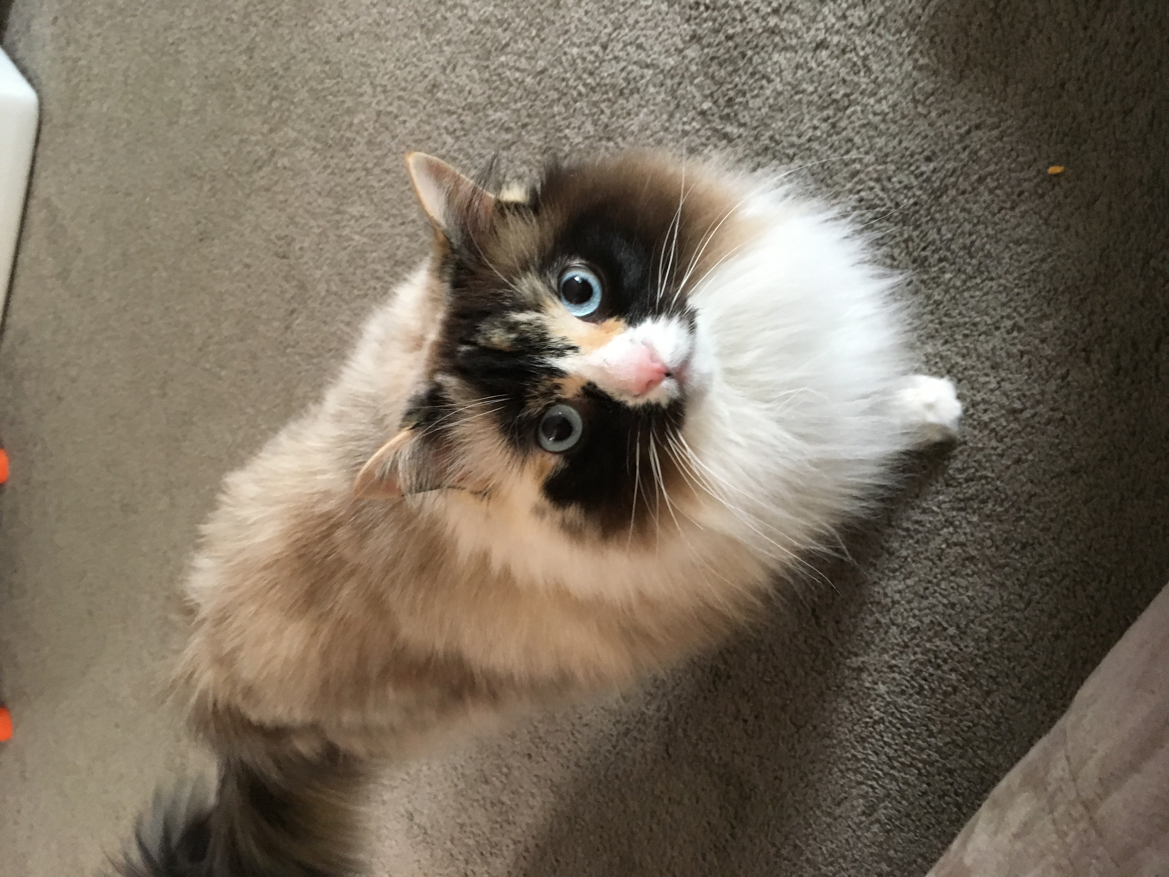 Gabby