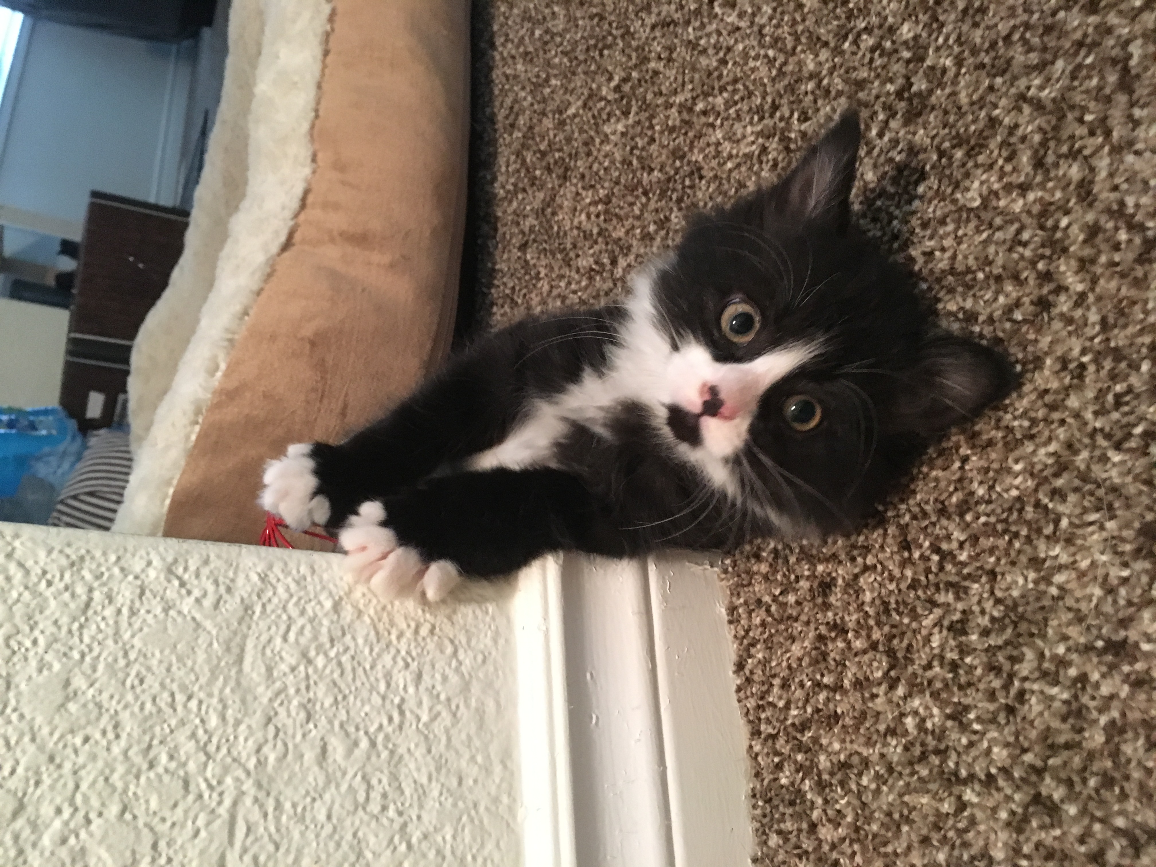 Kal