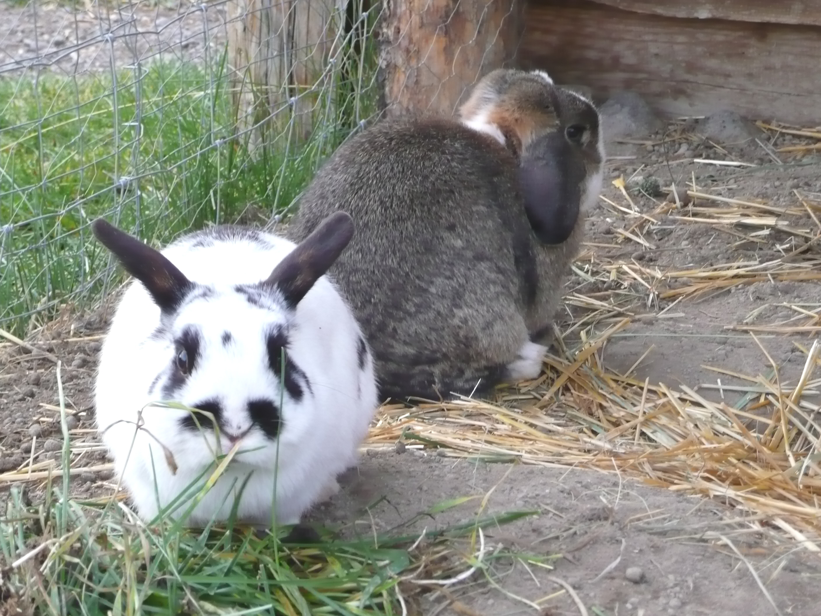 Blackie & Otis