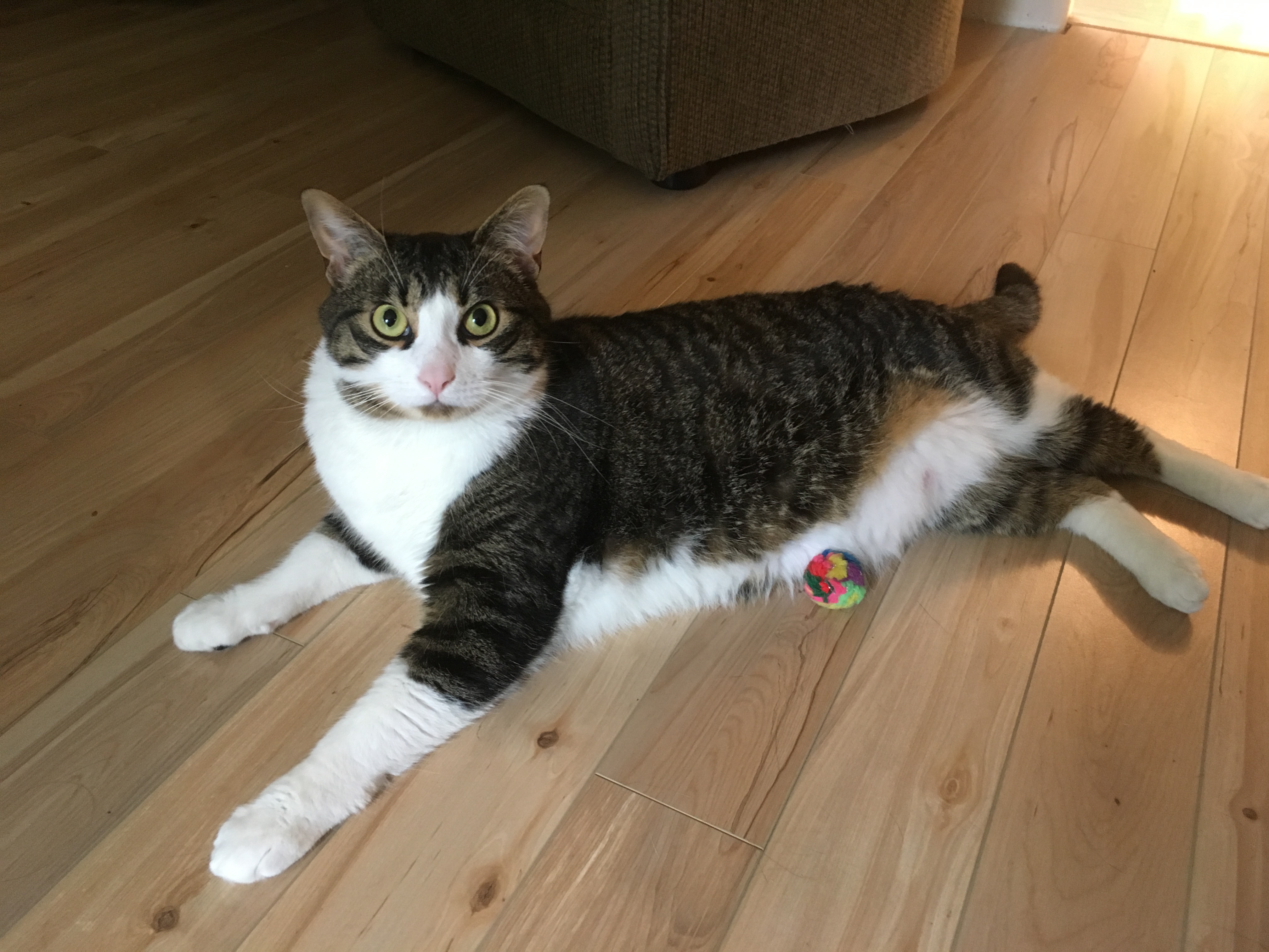 Finnegan