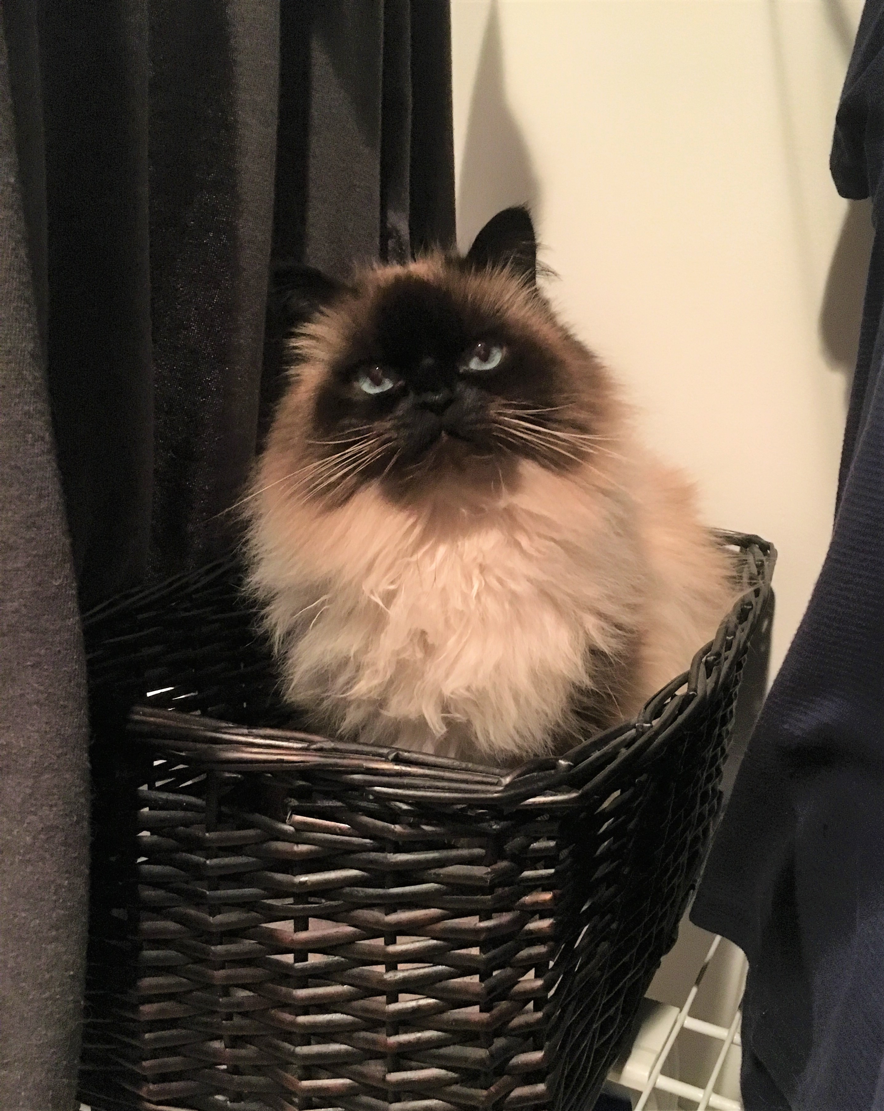 Zoe