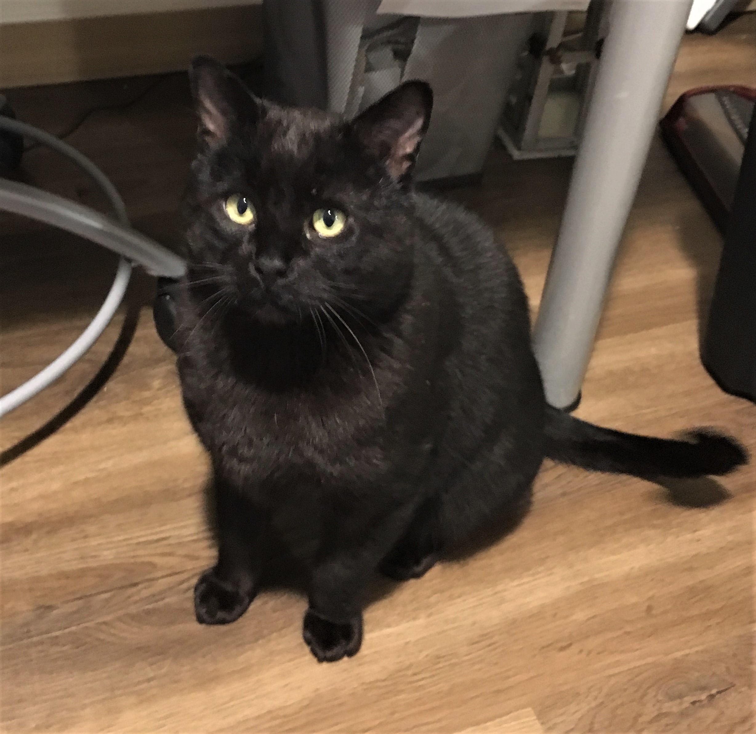 Bagheera