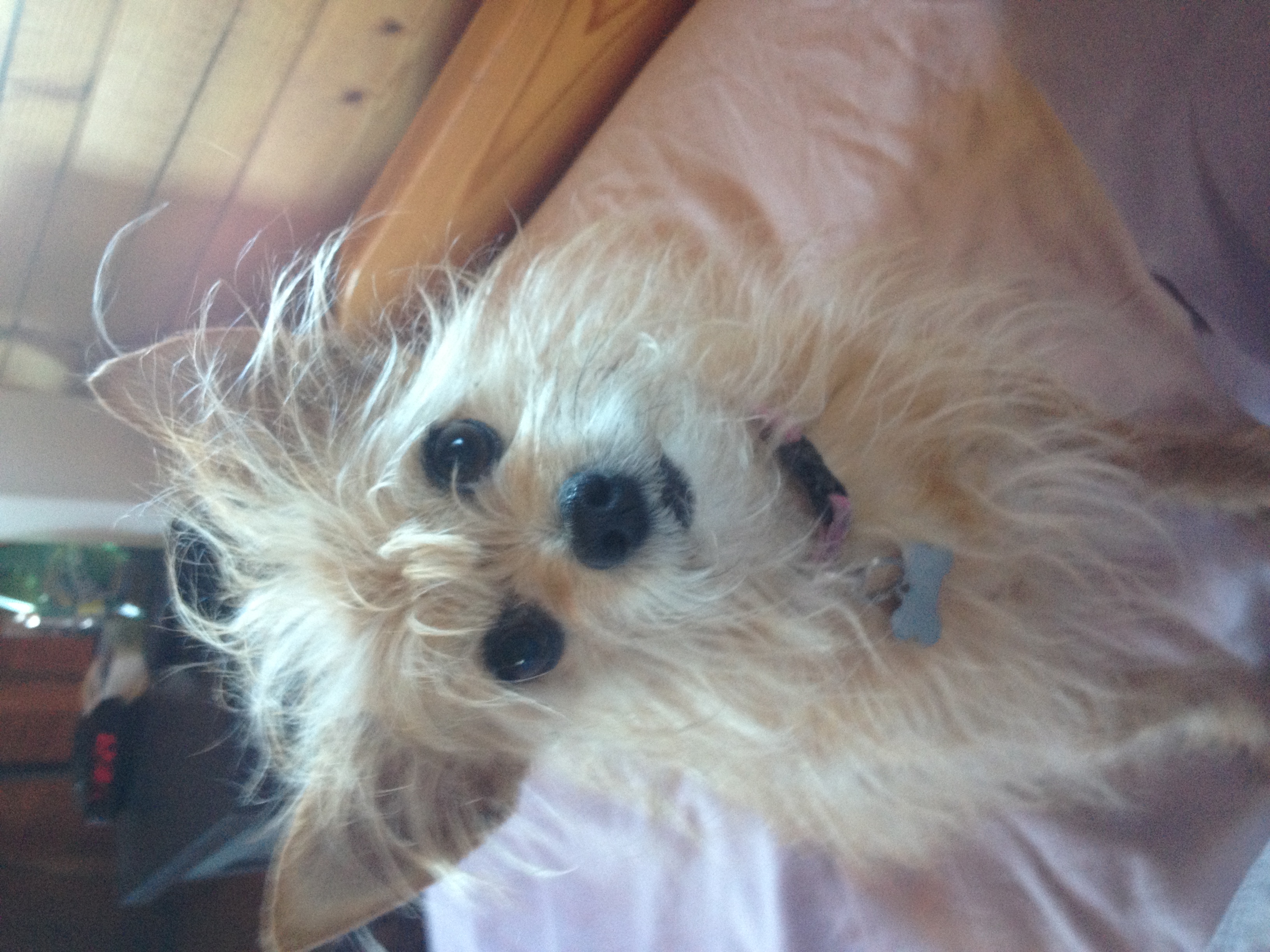 Roxie