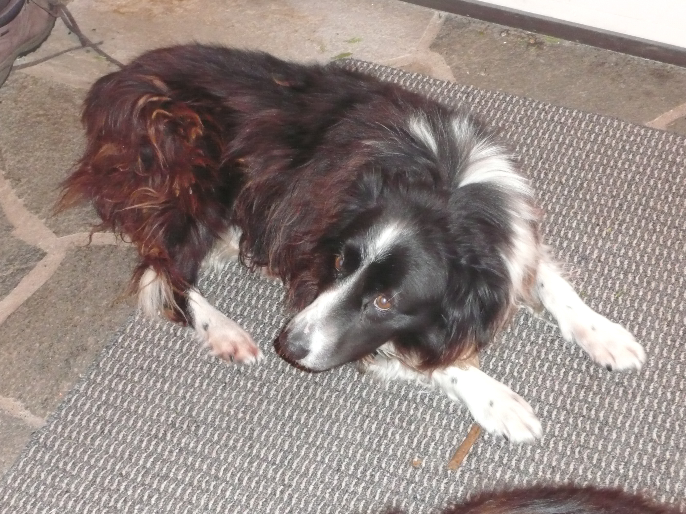 Tess