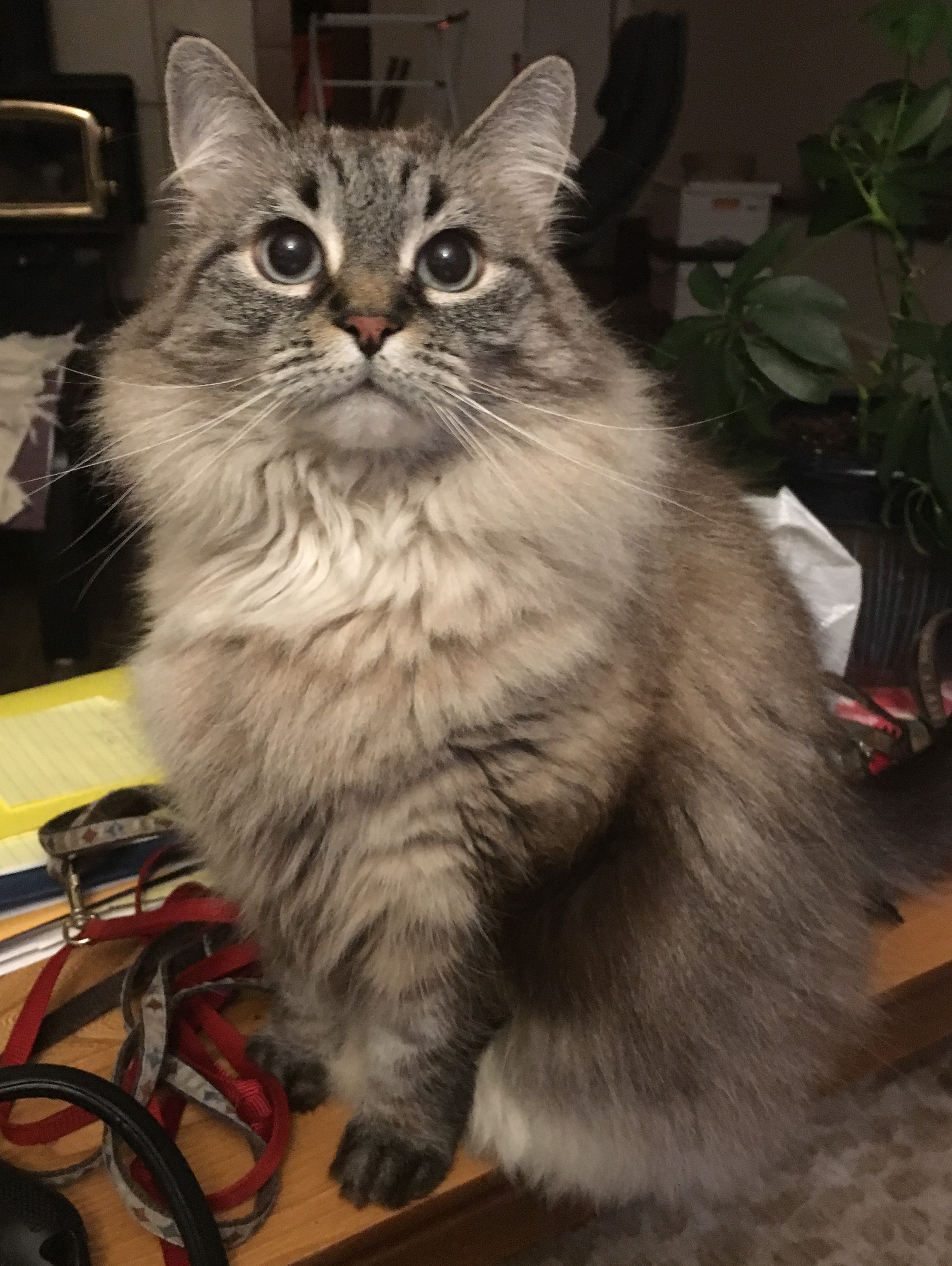 Maggie