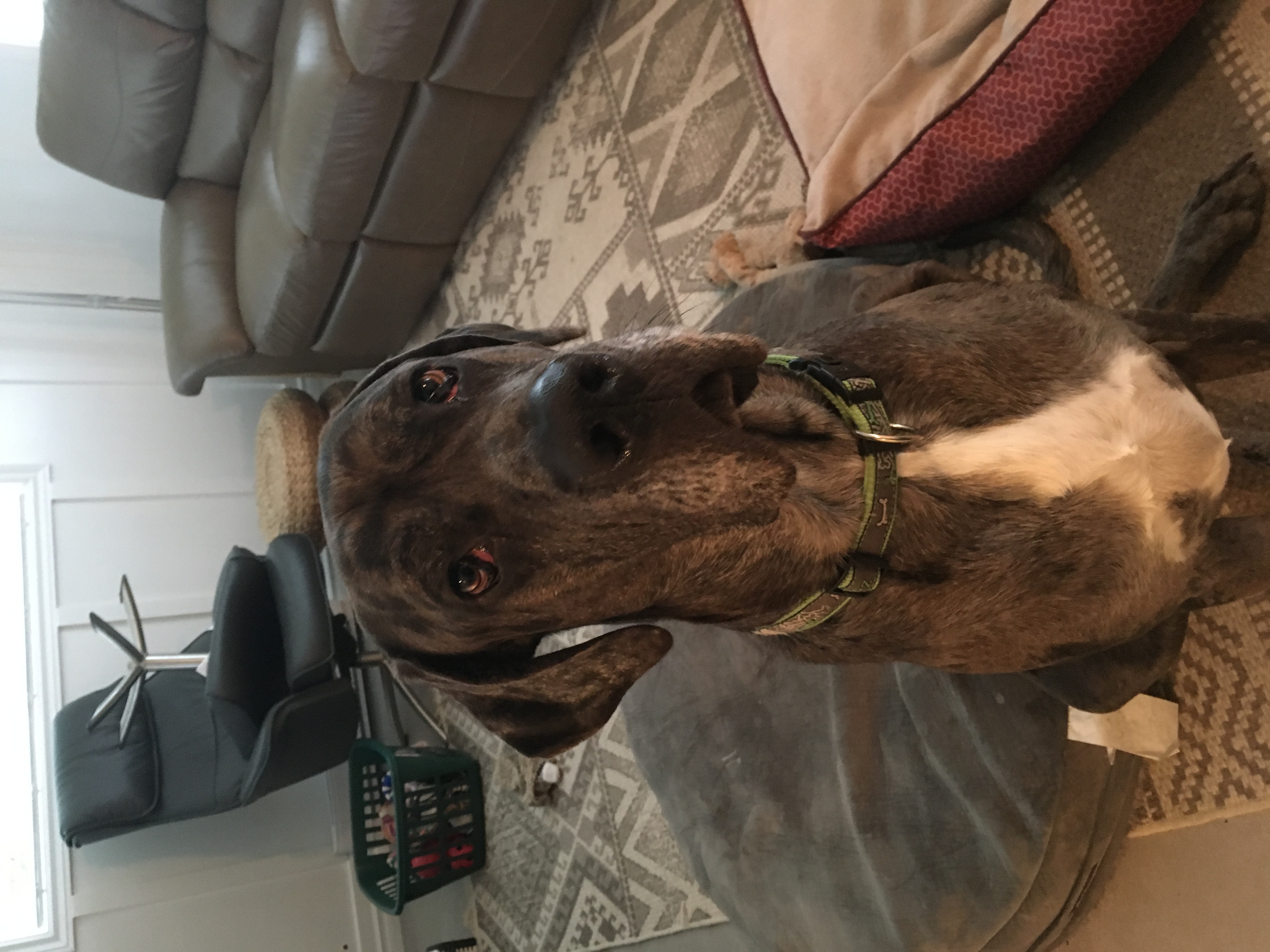 Otto