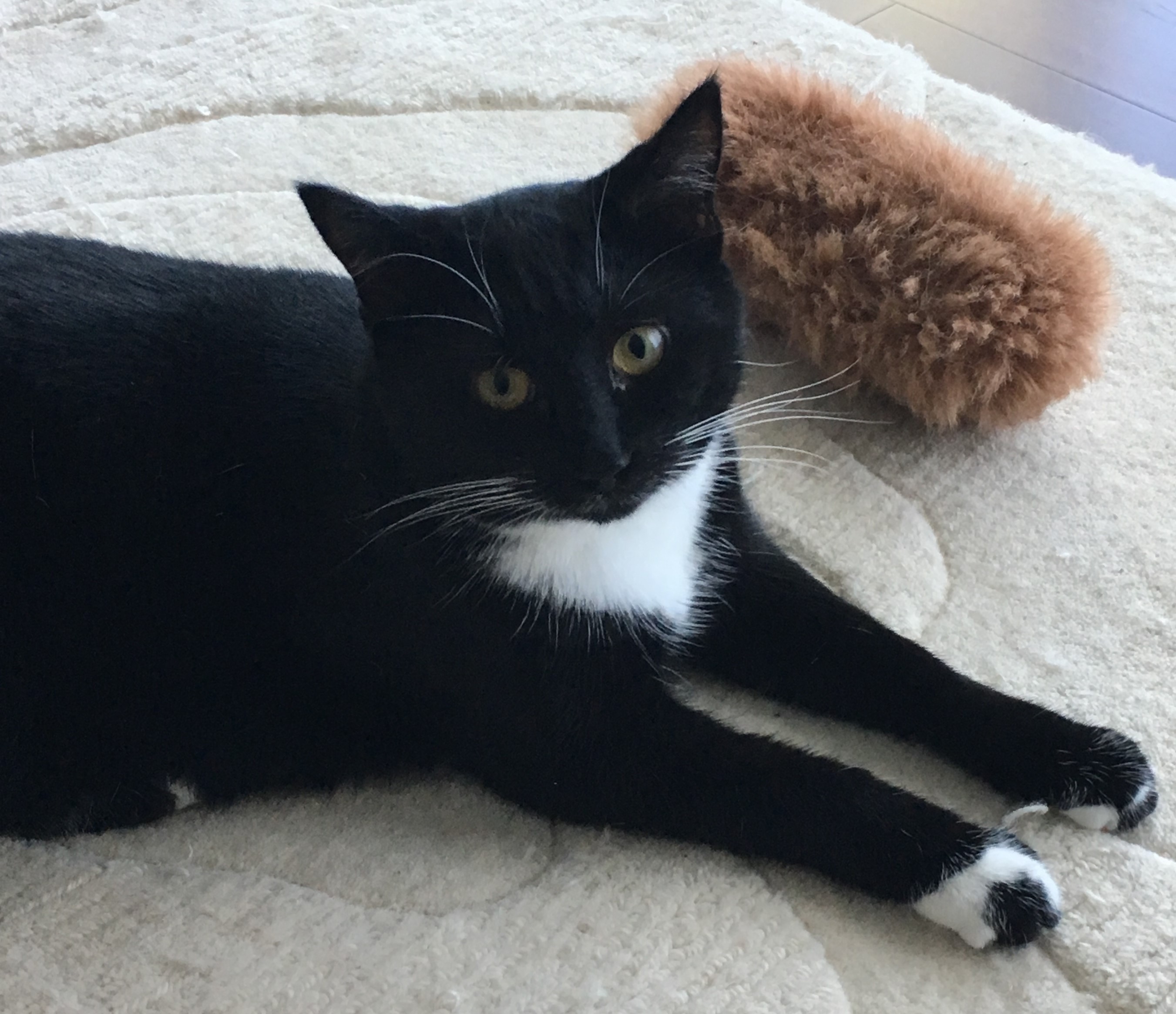 Ella