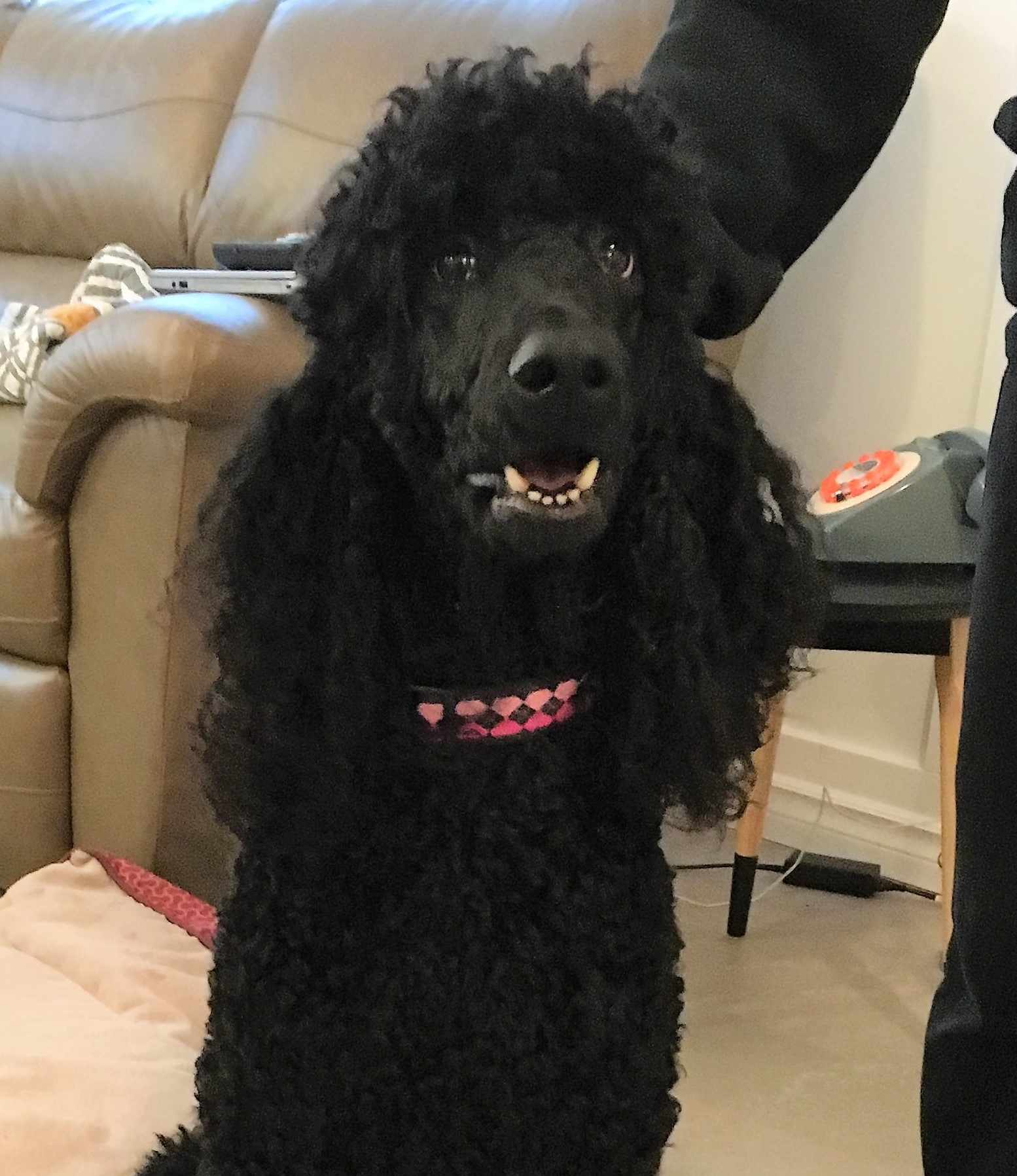 Ripley