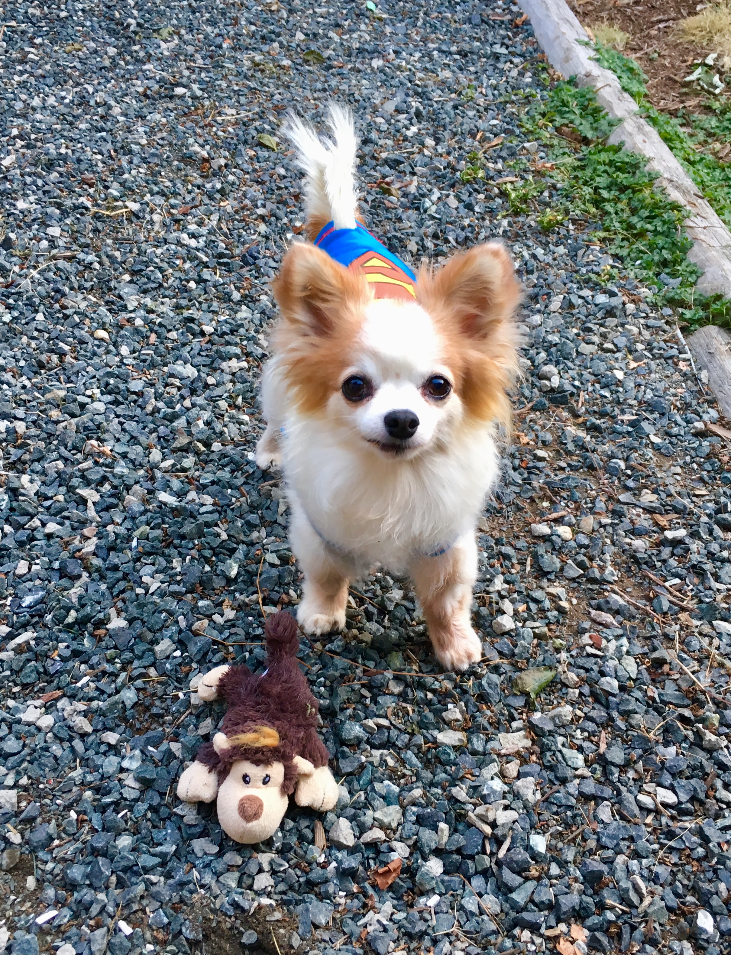 Little Bear