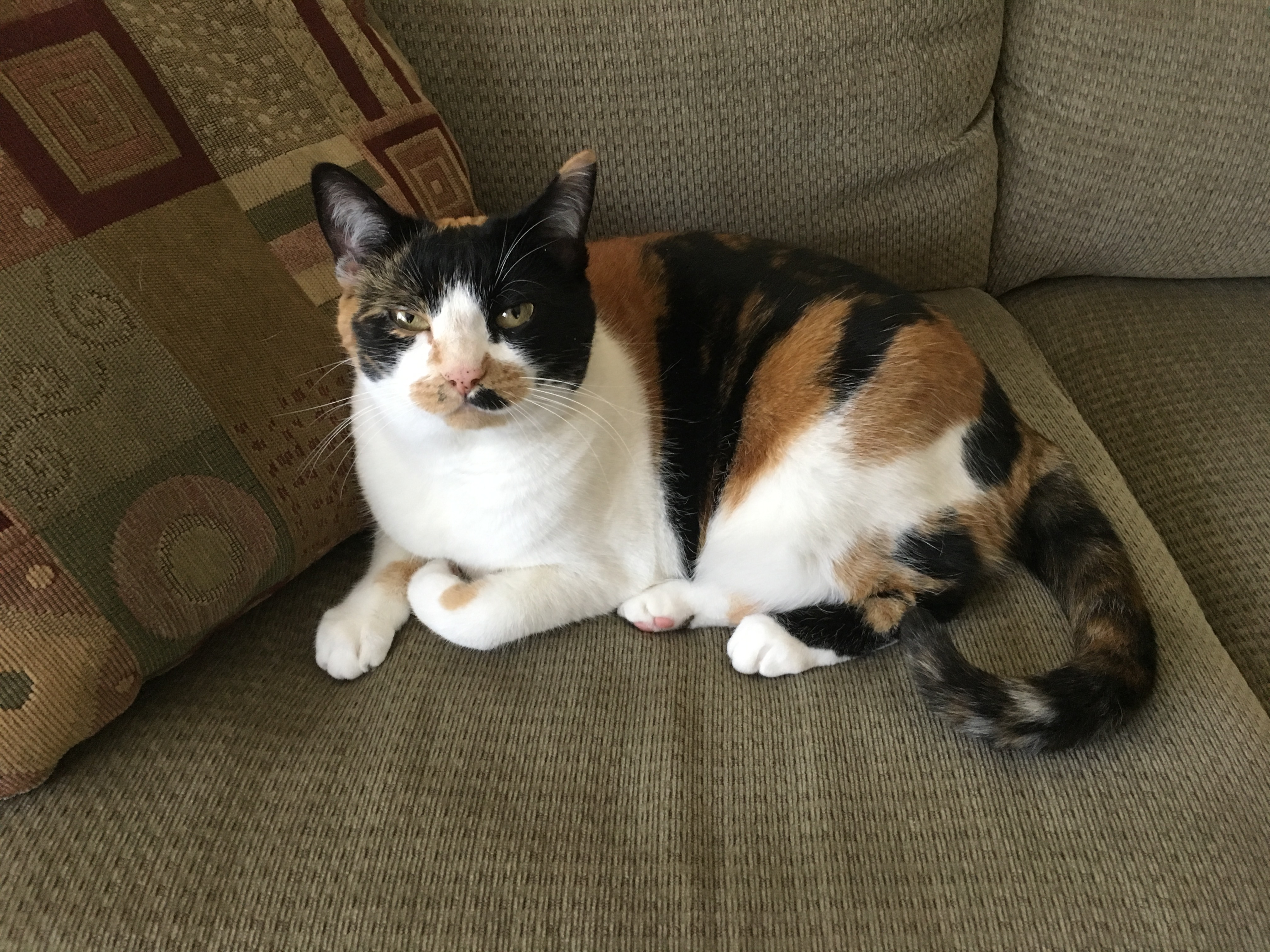 Callie