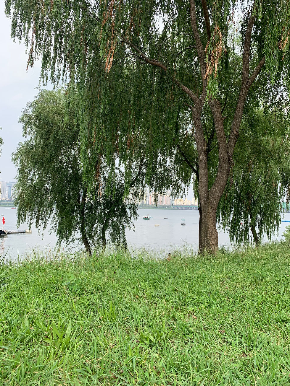 Willow tree by the Han River in Seoul, South Korea
