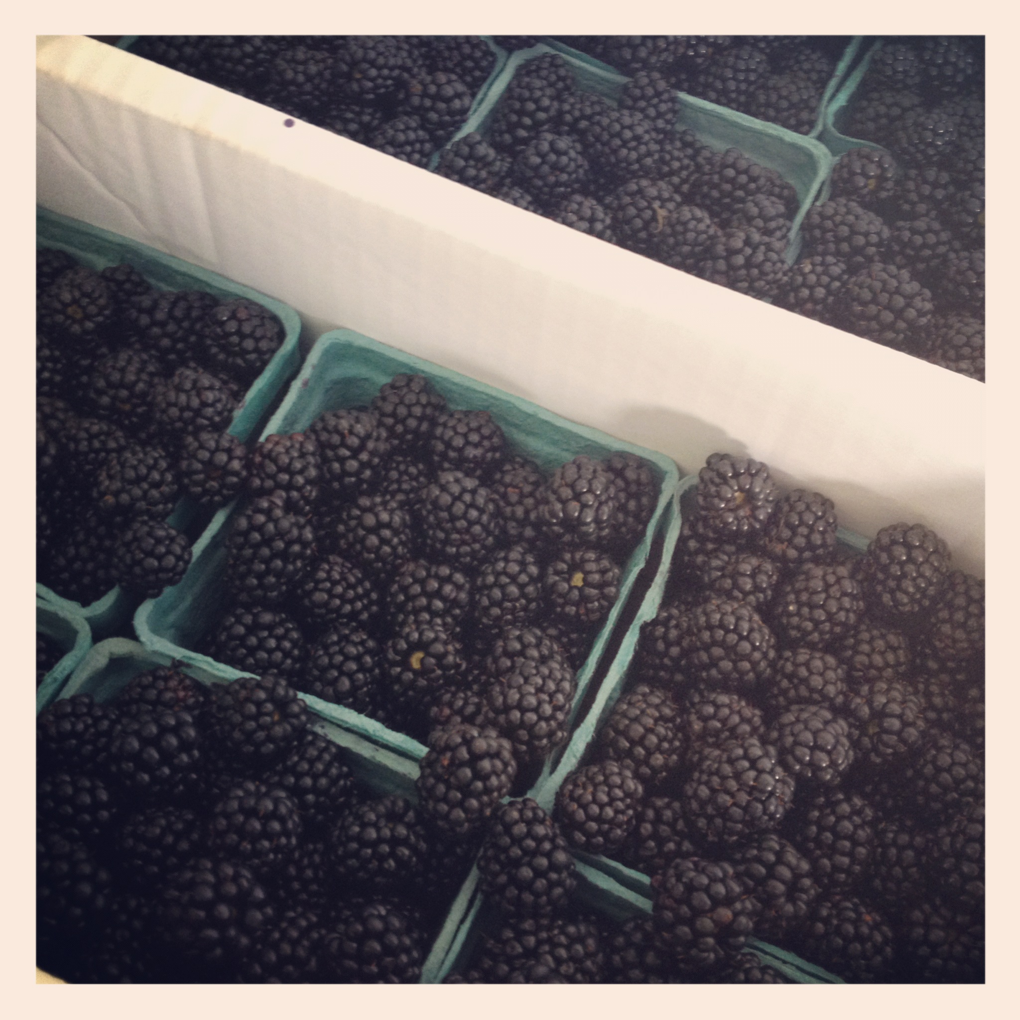 freshly picked blackberries