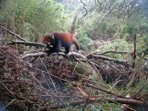 HABITAT DESTRUCTION OF LIFE ON LAND
