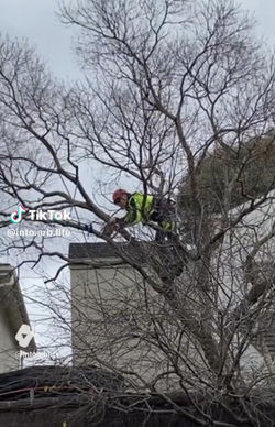 treeff