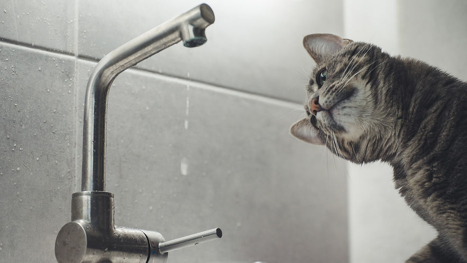 taps