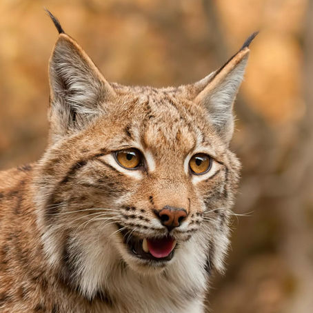 The Fascinating Wildlife of Latvia: A Journey Through the Woods, Marshes, and Coast